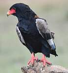 Bateleur des savanes