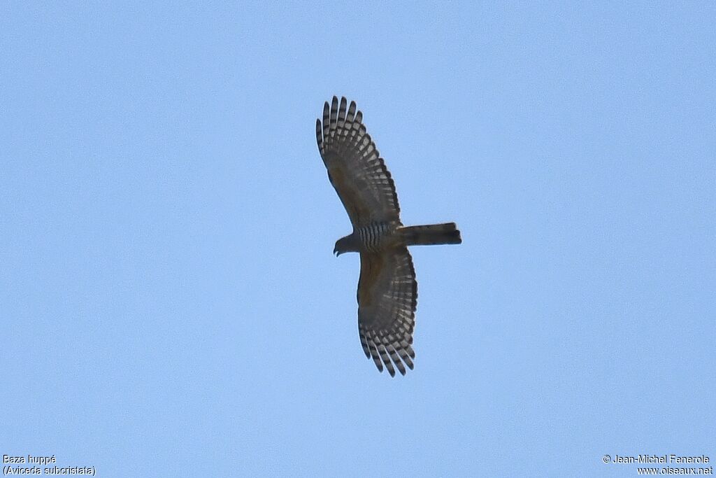 Pacific Baza