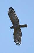 Pacific Baza