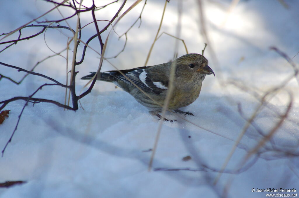 Two-barred Crossbill female adult