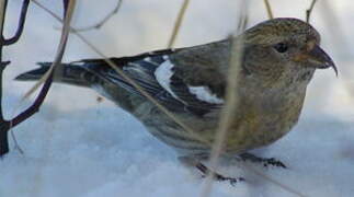 Two-barred Crossbill