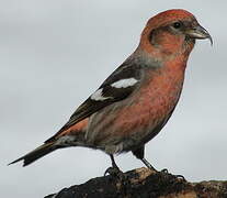 Two-barred Crossbill