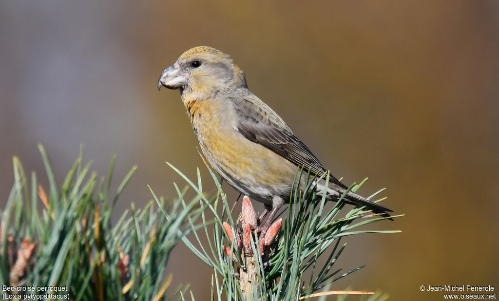 Parrot Crossbill