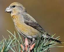 Parrot Crossbill