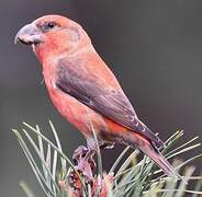 Parrot Crossbill