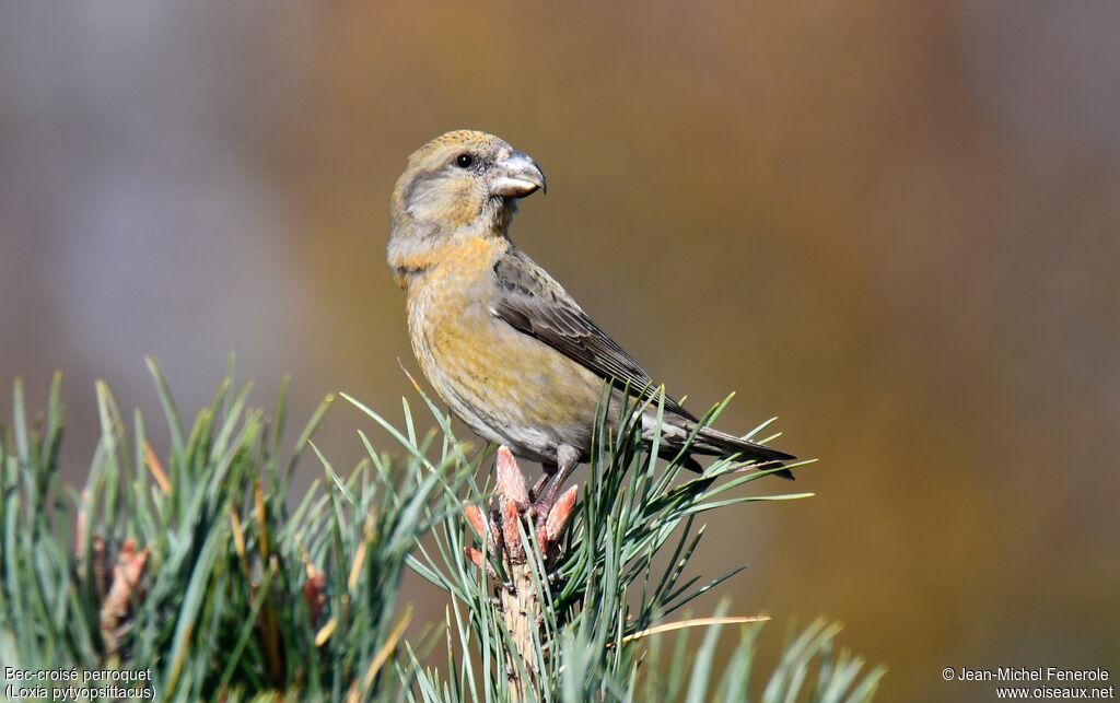 Parrot Crossbill