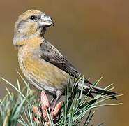 Parrot Crossbill