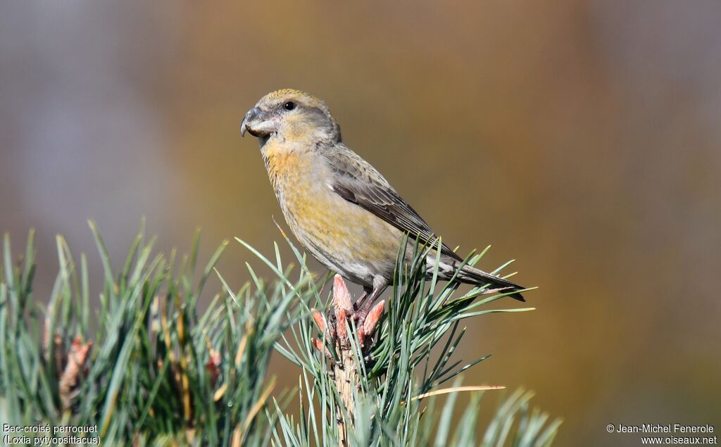 Parrot Crossbill