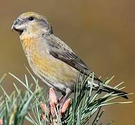 Parrot Crossbill