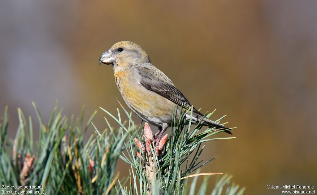 Parrot Crossbill