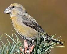 Parrot Crossbill