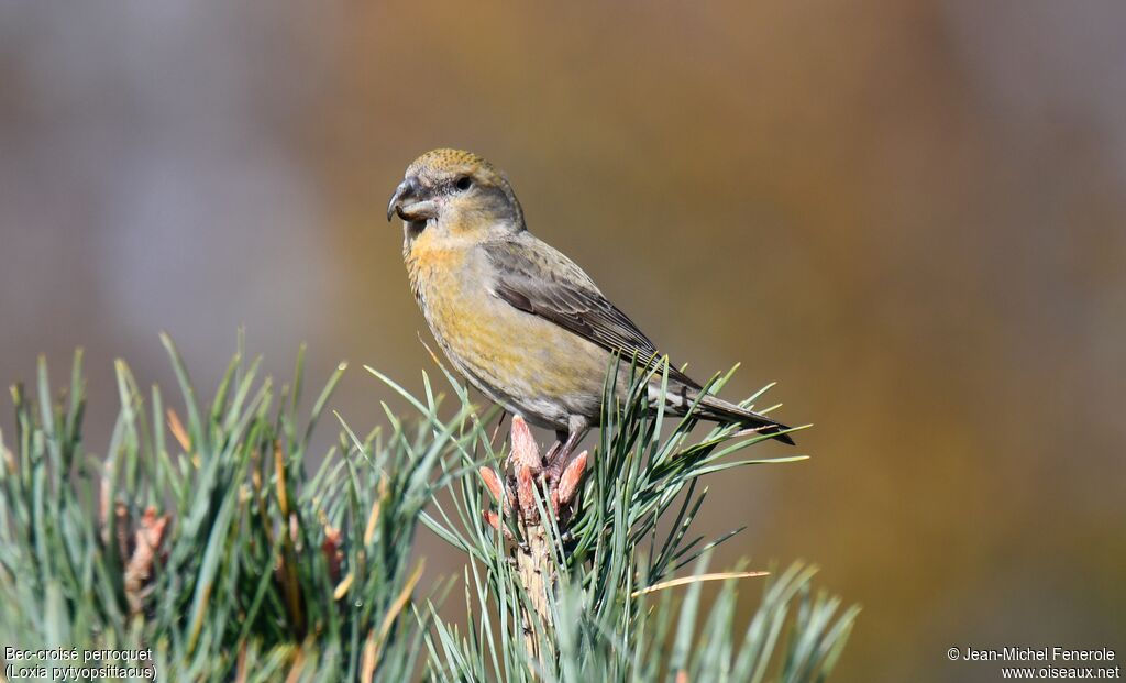 Parrot Crossbill