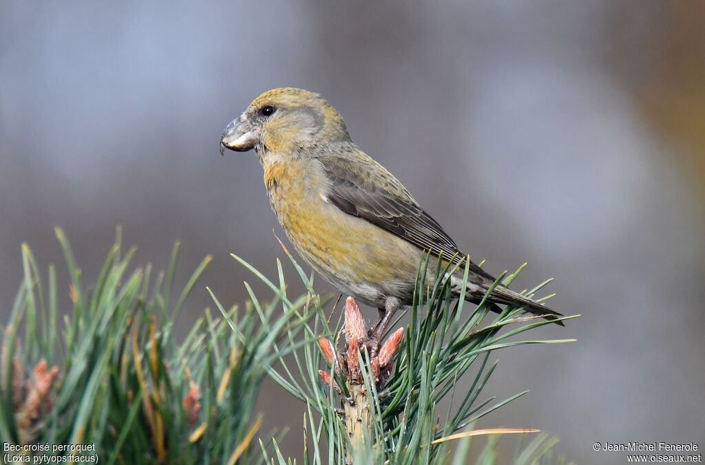 Parrot Crossbill