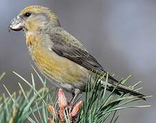 Parrot Crossbill