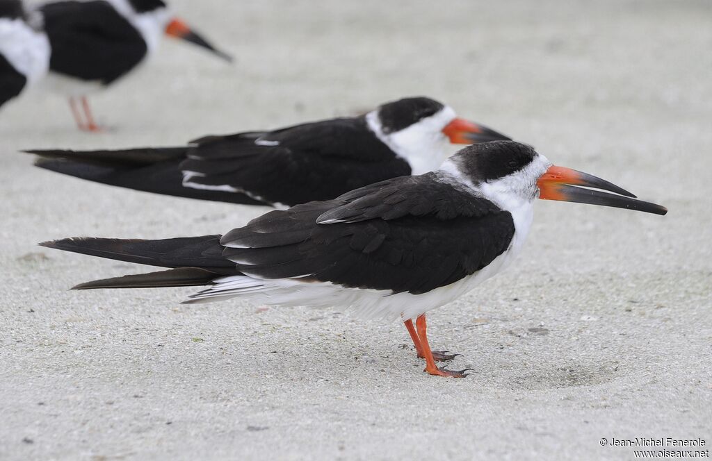 Black Skimmer