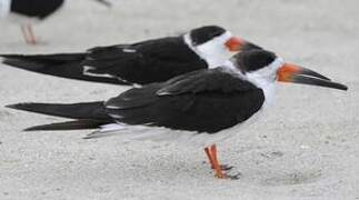 Black Skimmer