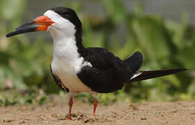 Black Skimmer