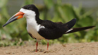 Black Skimmer