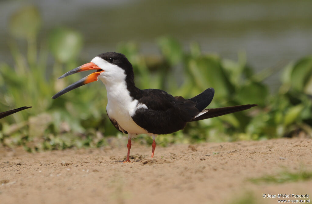 Black Skimmeradult, identification