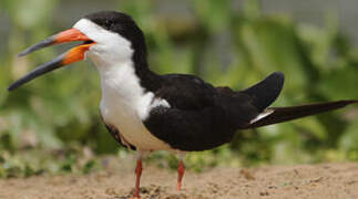 Black Skimmer