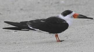 Black Skimmer