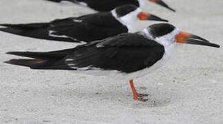 Black Skimmer