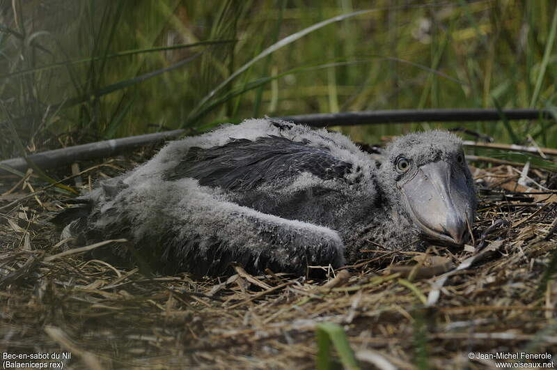 shoebill video shoebill video