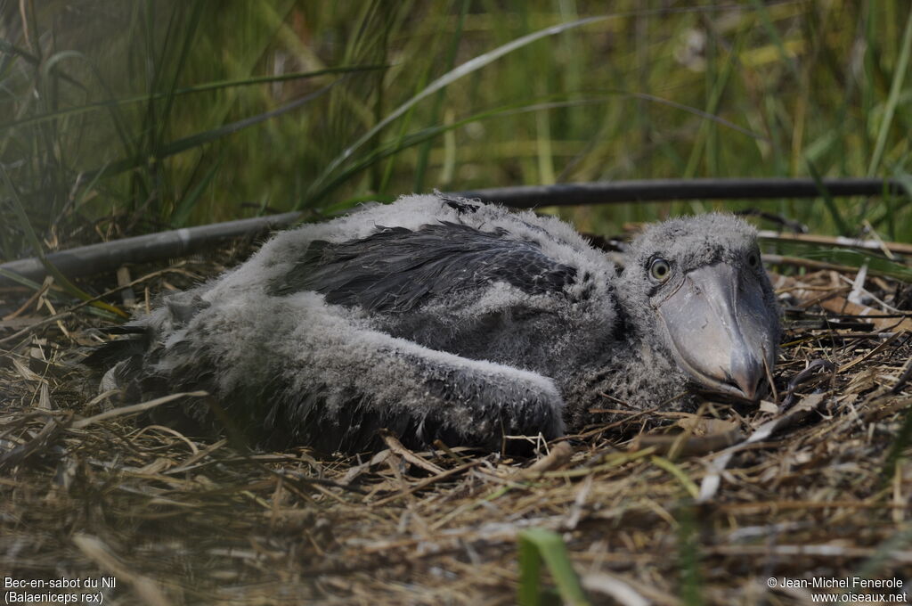 ShoebillPoussin