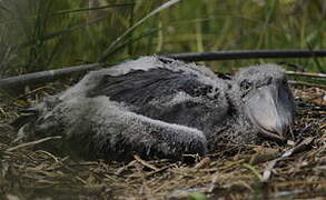 Shoebill