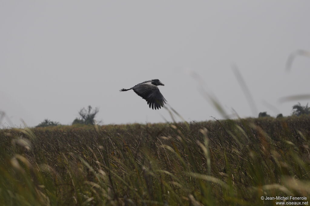 Shoebill