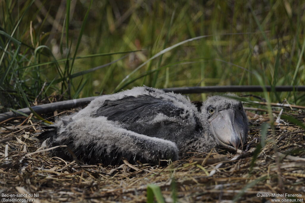 Shoebill