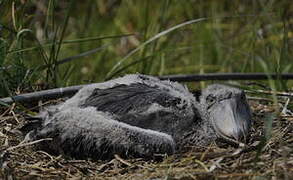 Shoebill