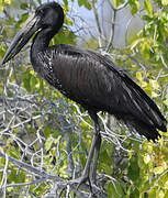 African Openbill