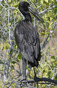 African Openbill