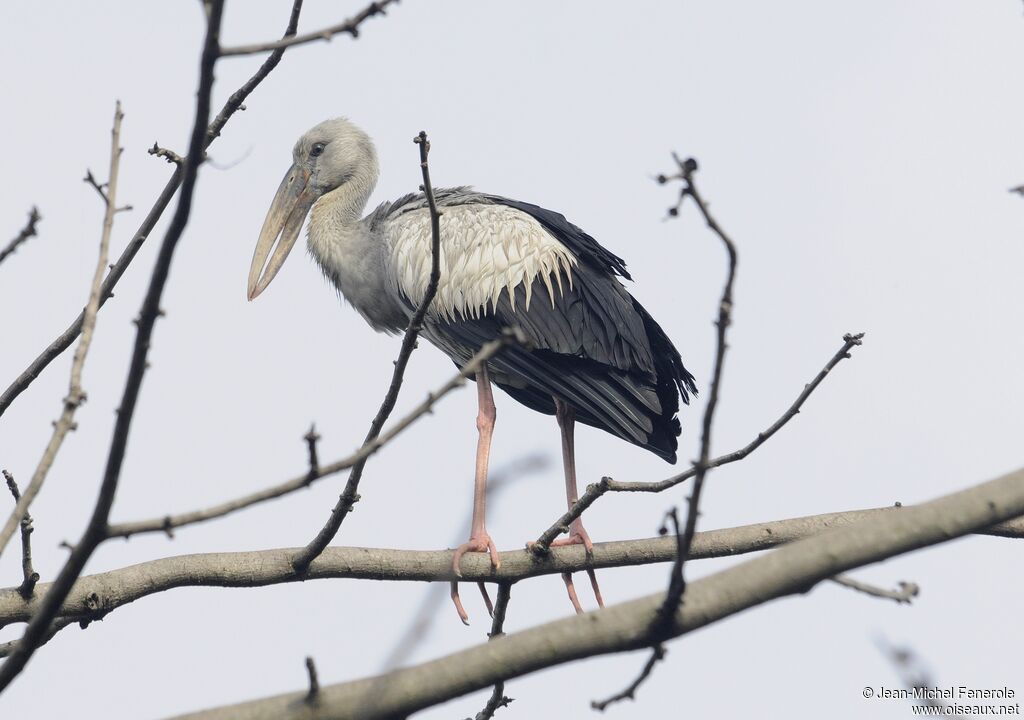 Asian Openbill