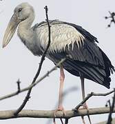 Asian Openbill