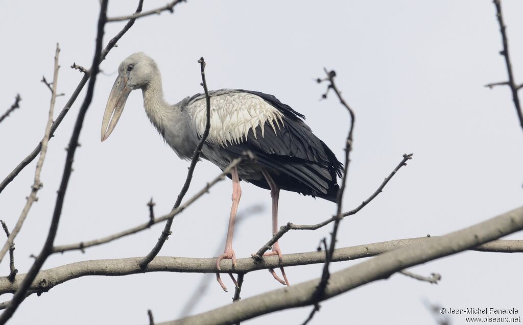 Asian Openbill