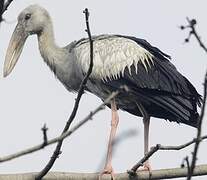 Asian Openbill