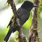 Bécarde unicolore