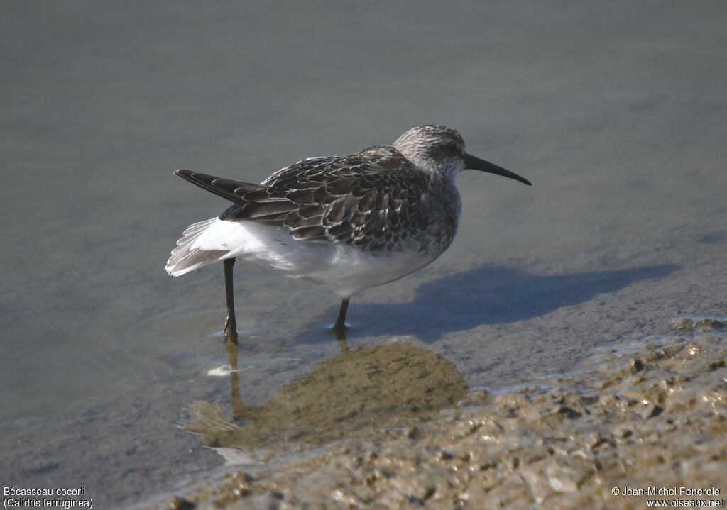 Curlew Sandpiper