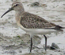 Curlew Sandpiper