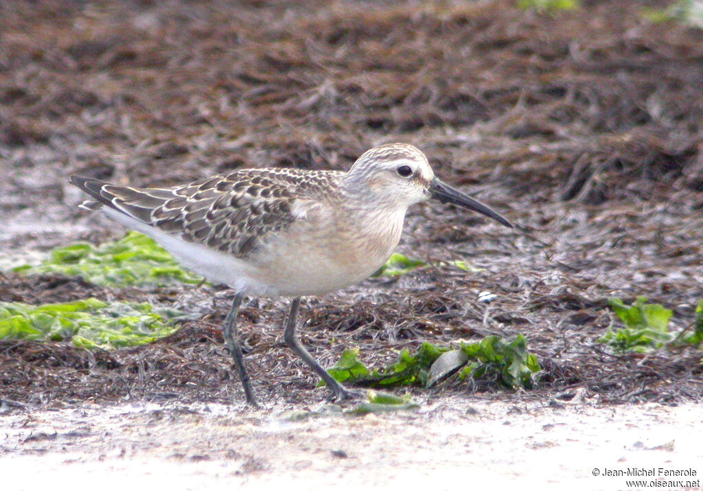 Curlew Sandpiper