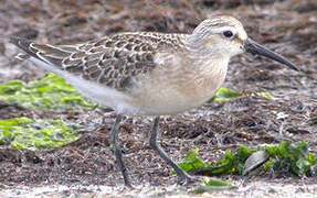 Curlew Sandpiper