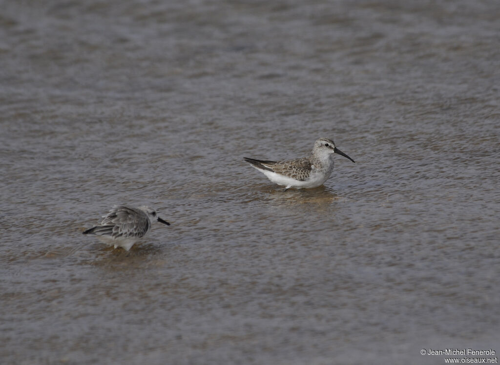 Curlew Sandpiper