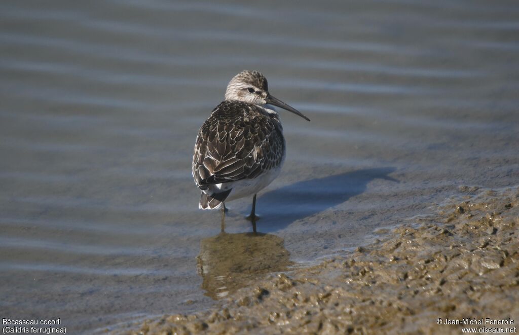 Bécasseau cocorli