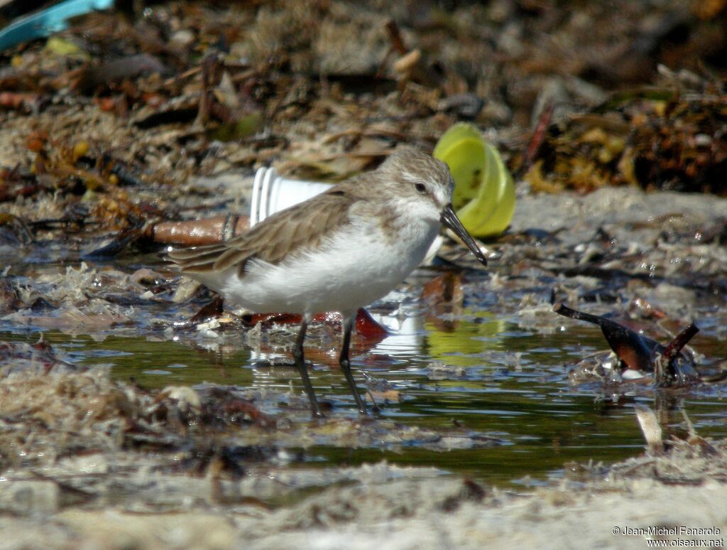 Western Sandpiper