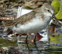 Western Sandpiper