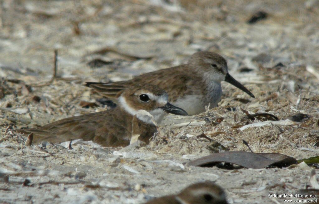 Western Sandpiper