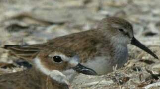 Western Sandpiper