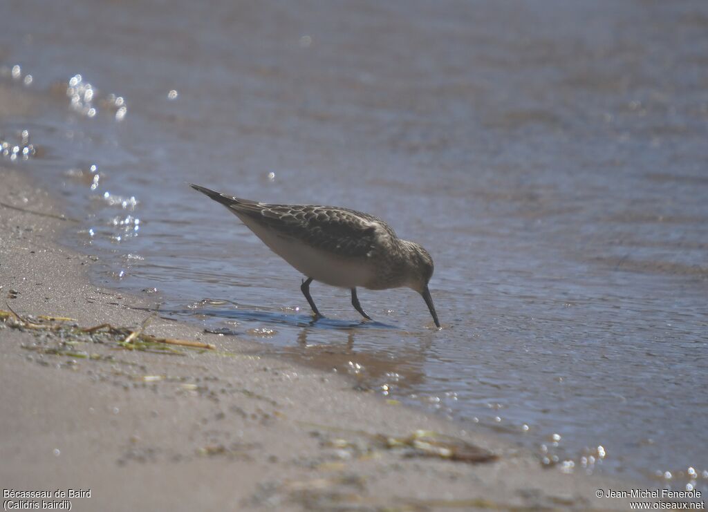 Baird's Sandpiper